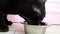 The cat eats dry food fluffy kitten gourmet dinner slow-motion from the plate