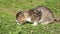 The cat eats food in the grass in summer. Food for pets and street cats