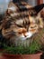 Cat eats grass. An adult cat has a Beautiful multicolored coat. Grass for cats. Domestic cat. Tri-color cat fur