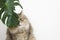 Cat eats green leaf plant