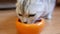 Cat eats pet food from orange bowl.