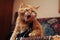 cat on electric guitar, rocking out to hit song