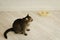 Cat and empty bowl of food. Hungry domestic cat. Feeding cat