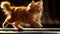 a cat engaging in physical activity, as it gracefully maneuvers on a treadmill, showcasing its agility and natural