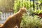 Cat enjoy eating bamboo leaves