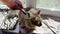 Cat enjoying while being brushed, woman combing fur of cat