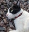 Cat enjoying warm stones