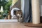 Cat entering room by passing through cat flap in window