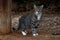 A cat of a European breed on the street poses for a photographer.