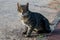 A cat of a European breed on the street poses for a photographer.