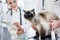 Cat on examination table of veterinarian clinic with two pet doc