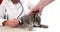 Cat on examination table in veterinary clinic