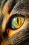 Cat eye. Eye of the tiger. Closeup of feline face with green eye and whiskers. Majestic jungle cat.