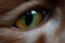 Cat eye macro. Detailed, Selective focus with blurred ginger red and brown fur, sharp vertical black pupil, and green and orange i