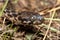 Cat-eyed Snake, Madagascarophis colubrinus, Andringitra National Park, Madagascar