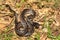 Cat-eyed Snake, Madagascarophis colubrinus, Miandrivazo Madagascar