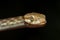 Cat-eyed Snake, Madagascarophis colubrinus, Miandrivazo Madagascar