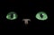 Cat eyes. Green cat eyes glow in the dark on a black background