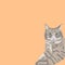 Cat, fabulous, pet, feline, kitten, background, fur, eyes, muzzle, print, design, abstraction, fluffy, cats, striped, gray, orange