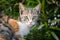 Cat face portrait, kitten with serious facial expression close-up