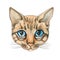 Cat face. Watercolor. Vector illustration. Thoroughbred cat.