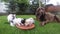 Cat family eating together a plate of wet food, the chocolate brown labrador retriever lying next to them.