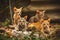 Cat Family lies in the middle of the forest. Family group of four fluffy beautiful kitten with mother Cat lie on Forest background