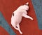 A cat is fast asleep in the middle of a colorful outdoor basketball court.