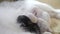 Cat feeding cute little kittens lifestyle at home. small newborn the kittens. Lovely kittens sleeping together in