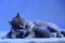 Cat feeding her new born kittens, blue background