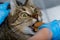 Cat feeding with syringe by the veterinarian