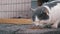 Cat Feeds on Concrete Slab