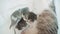 Cat feeds newborn kittens. the cat and little kittens slow lifestyle motion video. pet concept