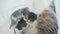 Cat feeds newborn kittens. the cat and little kittens slow motion lifestyle video. pet concept