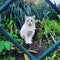 Cat feline beautiful exotic blue eyes wire plants