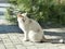 A cat Felis silvestris catus one of the most popular along with a dog `companion animals`.