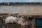 Cat on a fence in port of Essaouira, Morocco