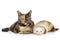 Cat and ferret on a white background