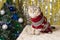 A cat in a festive sweater is sitting near the Christmas tree.