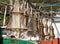 Cat fish or Cod fish drying in Camara de Lobos, Madiera