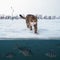 Cat fisherman on snowy ice at lake above troop of perch fish. Winter ice fishing background.