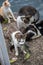 Cat fishing. Stray cats hunting for fish at Ganga Talao Temple, Grand Bassin, Black River Gorges, Mauritius