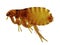 Cat flea (Ctenocephalides felis)