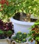 Cat in a flower pot among flowers