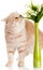 Cat with flowers isolated on white backgroud spring postcard