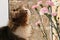 Cat and flowers in a vase in the spring window