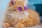cat a fluffy coat. Very cute gentle eyes. Create a modern little cat purple glasses with a vibrant color palette. hyper-realistic