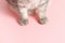 Cat fluffy paws on the pink background