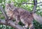 Cat fluffy and thoroughbred climbs the branches of a tree in the garden. Cat hunting in the forest. Gray cat with a long coat in n