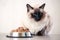 Cat food bowl pet animal. feline mammal